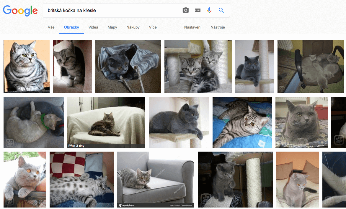Britská kočka na křesle - výsledek obrázkového Google hledání